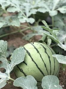 网红大瓜在哪找,揭秘热门事件背后的秘密聚集地